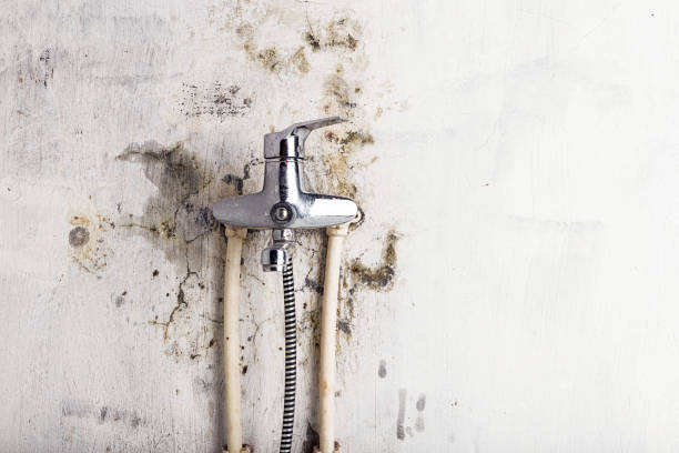 Professional Mold Removal in Eagle River, WI