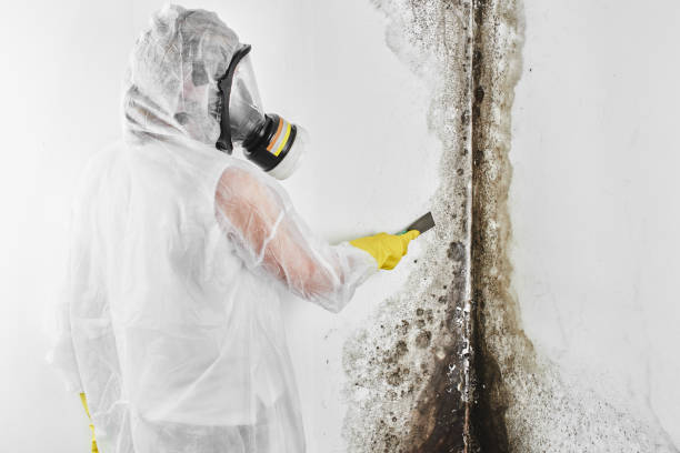 Best Professional Mold Removal  in Eagle River, WI