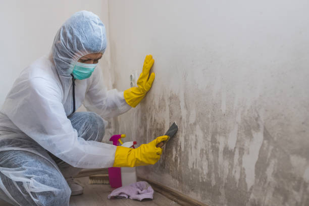 Best Commercial Mold Removal  in Eagle River, WI