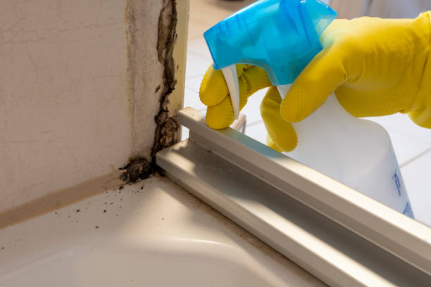 Office Mold Removal Services in Eagle River, WI