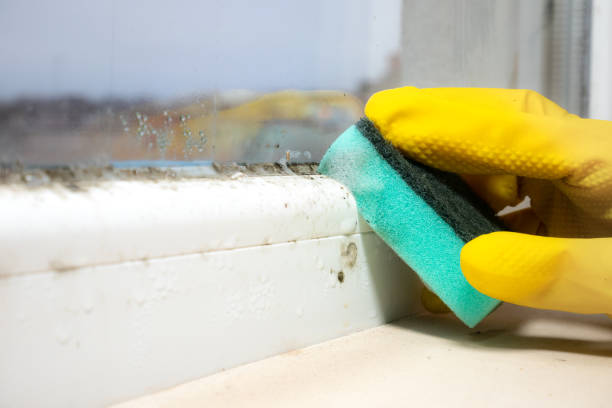 Best Mold Removal Process  in Eagle River, WI