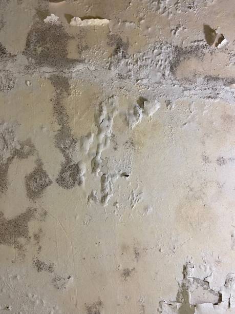 Best Mold Removal and Inspection  in Eagle River, WI