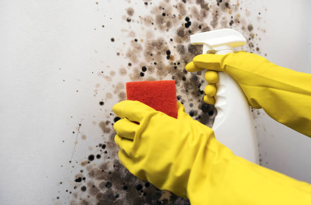 Crawl Space Mold Removal in Eagle River, WI