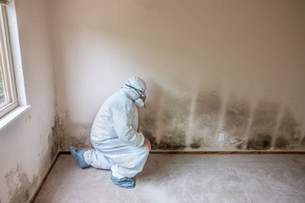 Best Residential Mold Removal  in Eagle River, WI