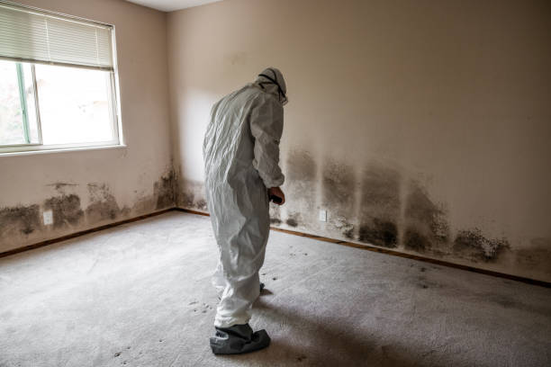 Best Professional Mold Removal  in Eagle River, WI