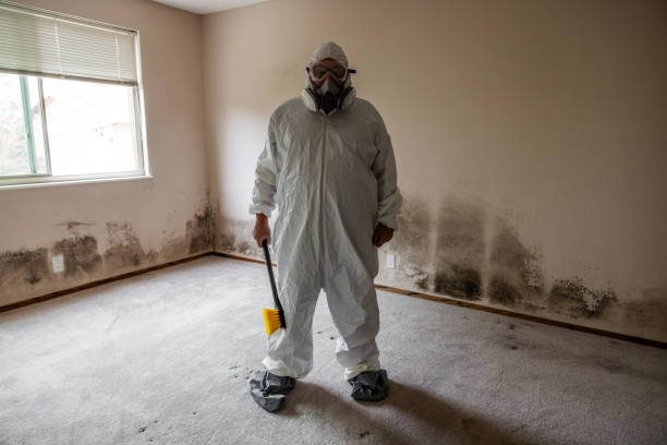 Attic Mold Removal in Eagle River, WI